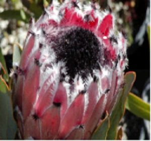 Protea Queen Hybrid Resendiz Brothers