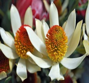 Leucadendron Red Eye Resendiz Brothers Flora