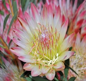 Protea Repens Resendiz Brothers California Flora