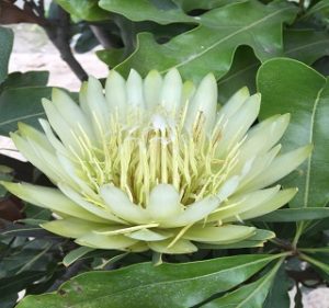 Protea Repens White Helen Resendiz Brothers California Flora