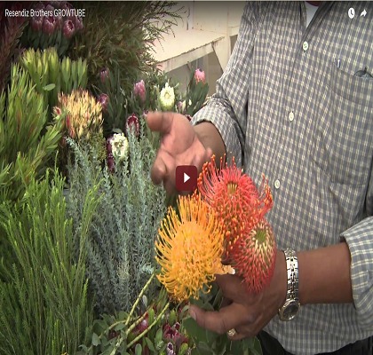 Resendiz Protea Growtube (2010)