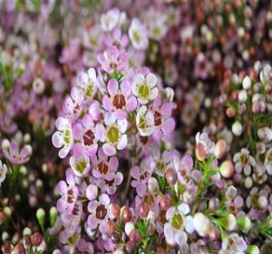 Waxflowers Revelation 