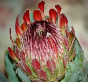 Protea Rosespoon Eximia Resendiz Brothers