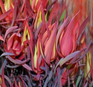 Leucadendron Salignum Red Blush Resendiz Brothers Flora
