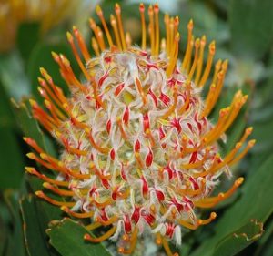 Leucospermum - Resendiz Brothers