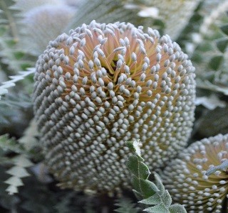 Banksia