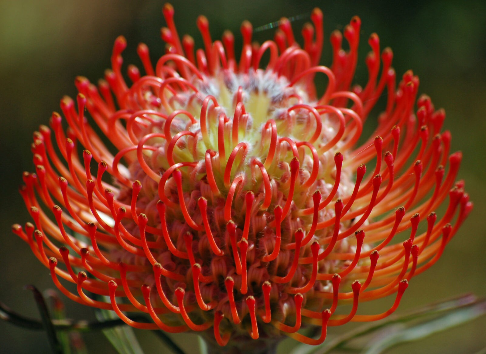 Leucospermum - Resendiz Brothers