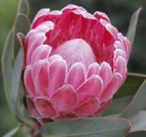 Protea Trish Compacta Resendiz Brothers California Flora