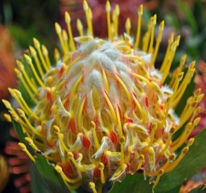 Pincushion Leucospermum Veldfire Resendiz Brothers Flora