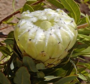 Protea White Owl Resendiz Brothers California Flora