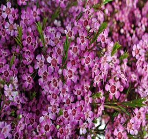 Waxflowers Purple Pride