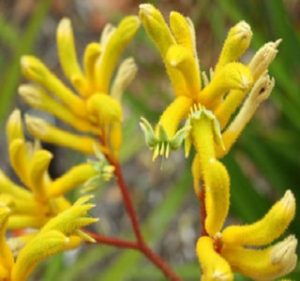 Kangaroo Paw Yellow Gem Resendiz Brothers Flora
