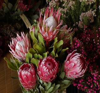 Flowers Protea care California Resendiz Brothers 