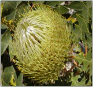 Banksia Baxteri Resendiz Brothers Flora