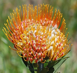 Leucospermum - Resendiz Brothers