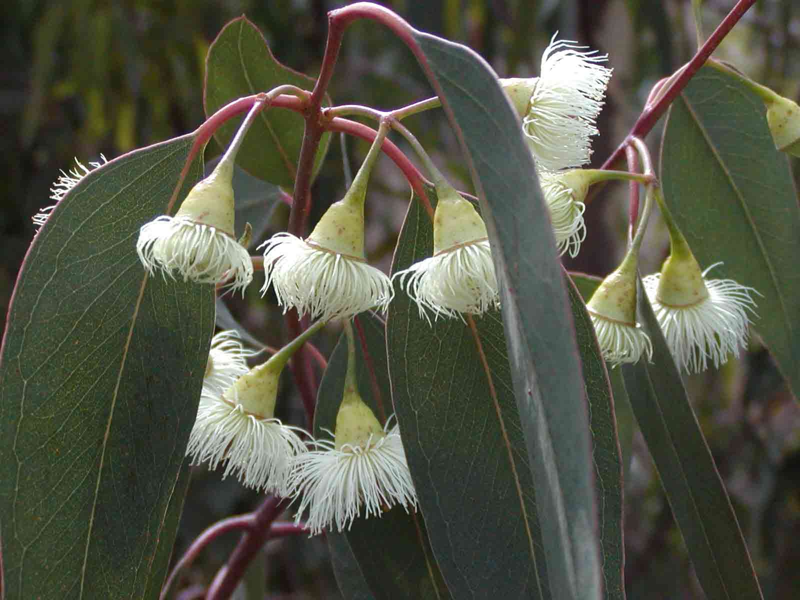 Цветок эвкалипта фото. Императорский эвкалипт. Эвкалипт цветение. Eucalyptus Radiata цветы. Эвкалипт Радиата.