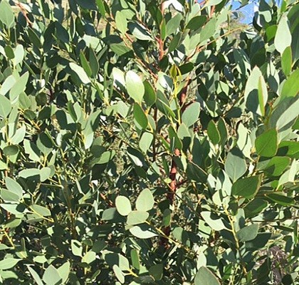 Flora Foliage California Resendiw Brothers