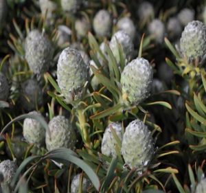 Leucadendron Galpinii Resendiz Brothers Flora