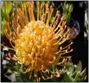 Pincushion Leucospermum Hawaii Gold Resendiz Brothers Flora
