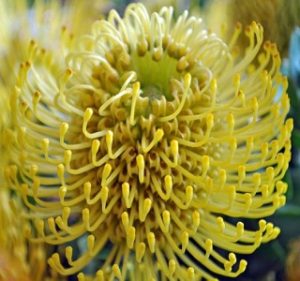 Pincushion Leucospermum High Gold Resendiz Brothers Flora