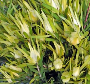 Leucadendron Inca Gold Resendiz Brothers Flora