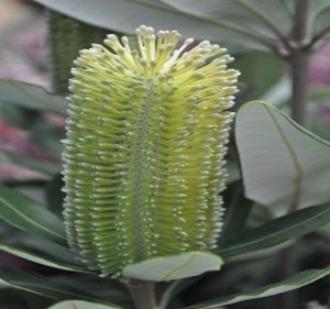 Banksia Integrifolia Resendiz Brothers Flora