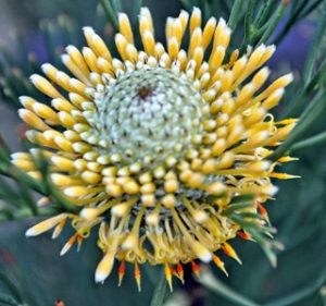 Misc Flora Isopogon Anethifolius Resendiz Brothers 