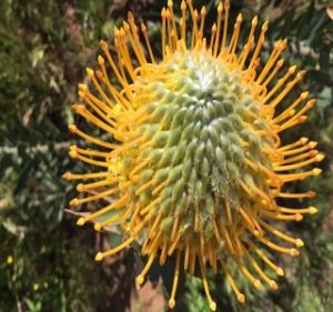 Pincushion Leucospermum Jakeline Resendiz Brothers Flora