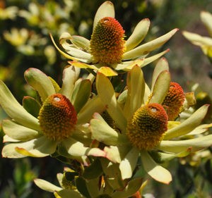 leucadendron maui 3