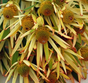 leucadendron xanthoconus