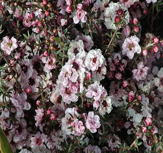  Filler Flowers Leptospermum Pink Blossom