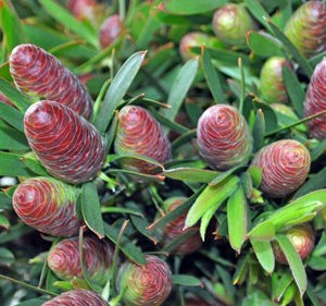 leucadendron macowannii