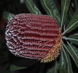 Banksia Mienziesii Resendiz Brothers Flora