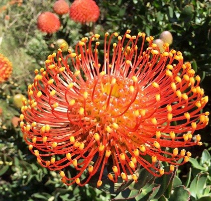 flora Leucospermum California Resendiz Brothers 