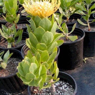 Plants