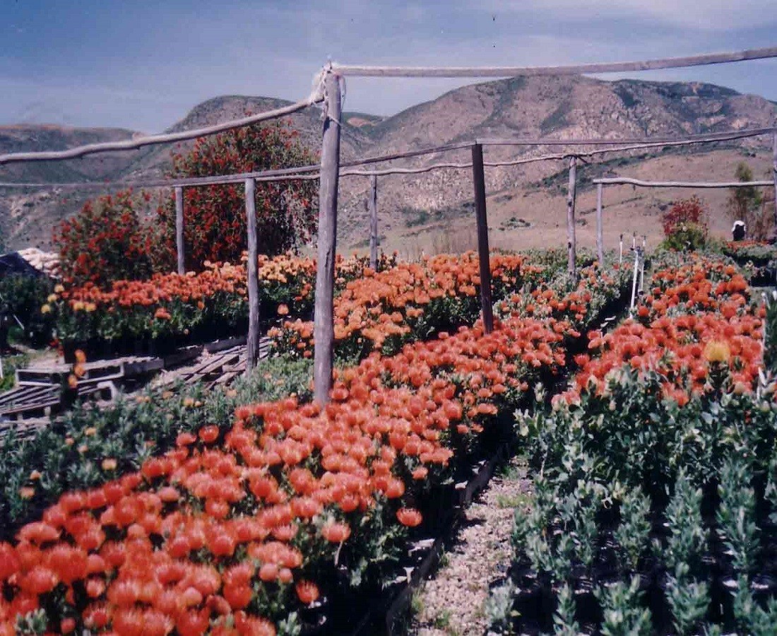 Plants Pincushions in Bloom Resendiz Brothers California