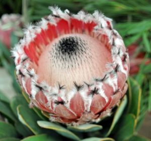 Protea Queen Pink Resendiz Brothers California Flora