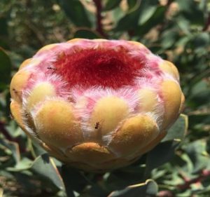 Protea Grandicolor Resendiz Brothers California Flora