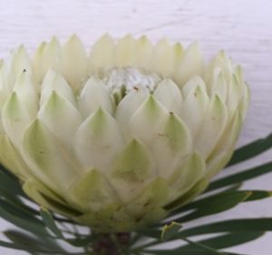 Protea White Pearl Resendiz Brothers California Flora