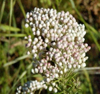 Filler Flowers riceflower_light_pink