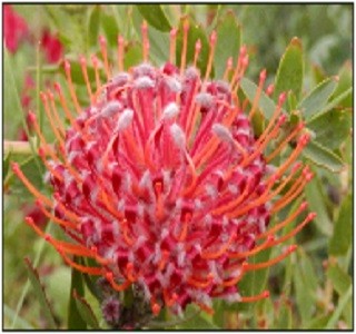 Leucospermum scarlet_ribbon Resendiz Brothers