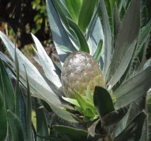 Leucadendron Argenteum Resendiz Brothers Flora