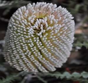 Banksia Speciosa Resendiz Brothers Flora