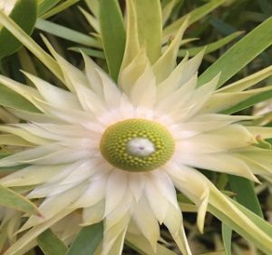 Leucadendron Eucalyptifolium Resendiz Brothers Flora