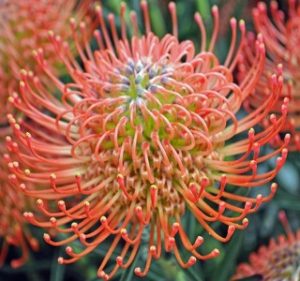 Leucospermum? pincushion