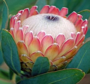 Protea Susara Resendiz Brothers California Flora