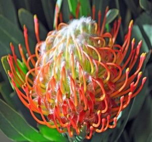 Pincushion Leucospermum Tango Resendiz Brothers Flora