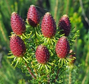 Leucadendron Teretifolium Resendiz Brothers Flora