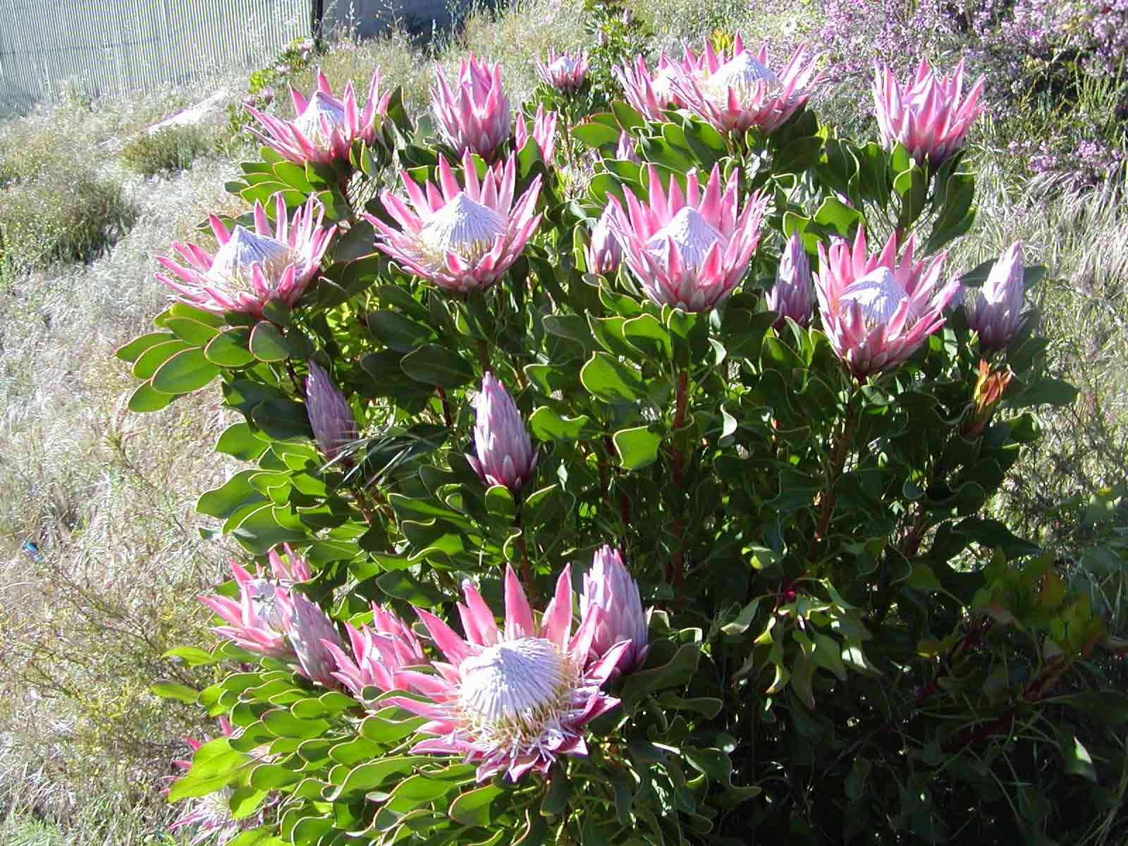 Protea cynaroides - протея артишоковая