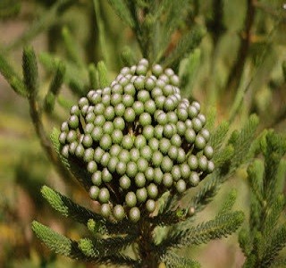 Bruniaceae Alvaflora Resendiz Brothers